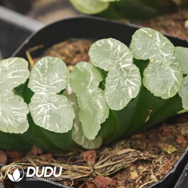 Haworthia Great Waterfall - Image 1