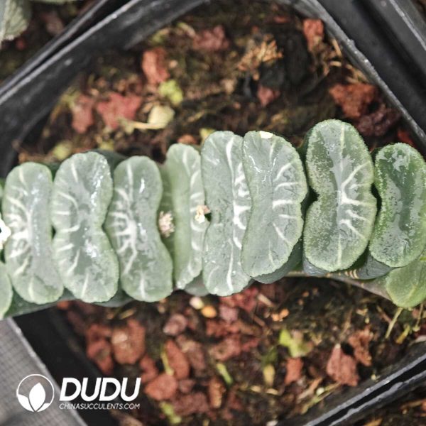 Haworthia White Striped Dragon - Image 1