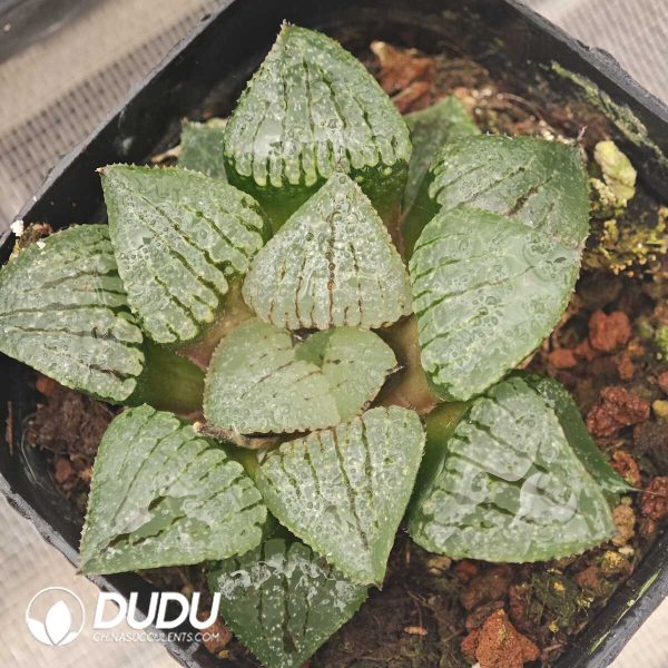 Haworthia Melon Island - Image 1