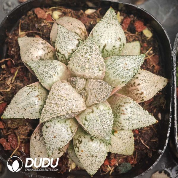 Haworthia Baiquan Hall - Image 1