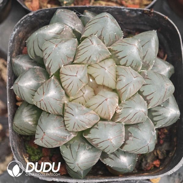 Haworthia Super Black Skin - Image 1
