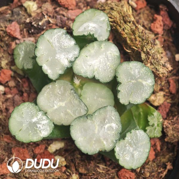 Haworthia Maughanii Amaterasu - Image 1