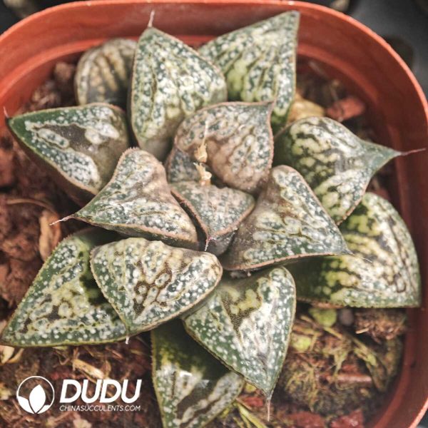 Haworthia Huakuishou - Image 1