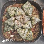 Haworthia Huakuishou - Image 2