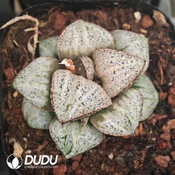 Haworthia Taj Mahal - Image 1