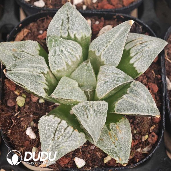 Haworthia Ibis - Image 1