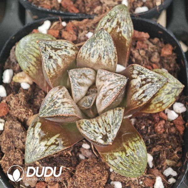 Haworthia Inca - Image 1