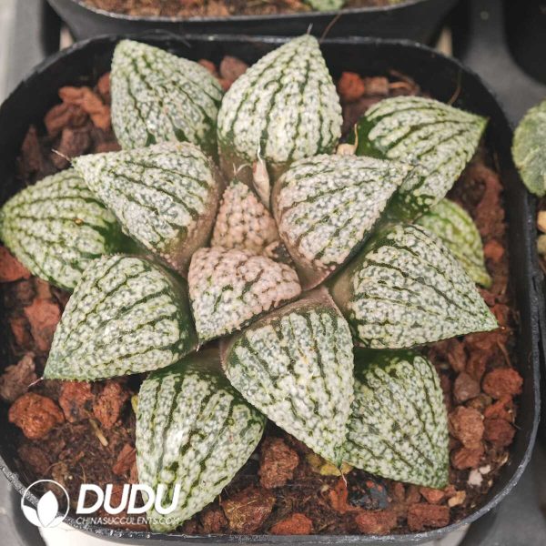 Haworthia Platinum - Image 1