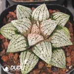 Haworthia Platinum - Image 2