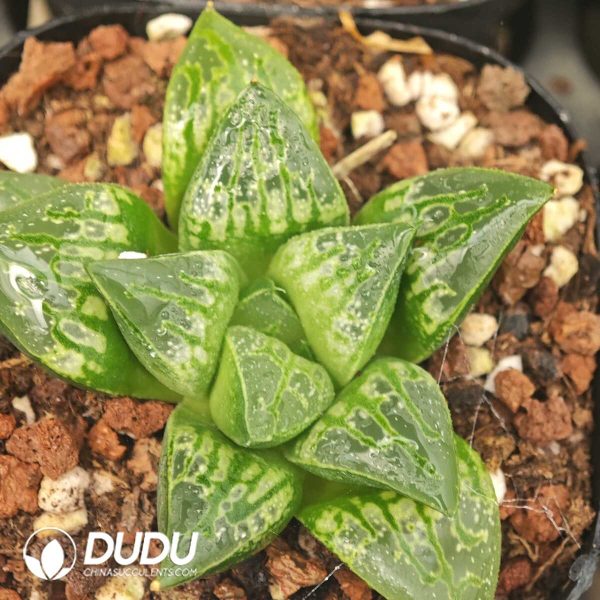 Haworthia Carousel - Image 1