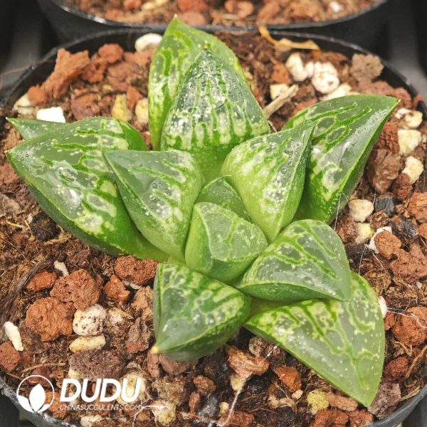 Haworthia Carousel - Image 2