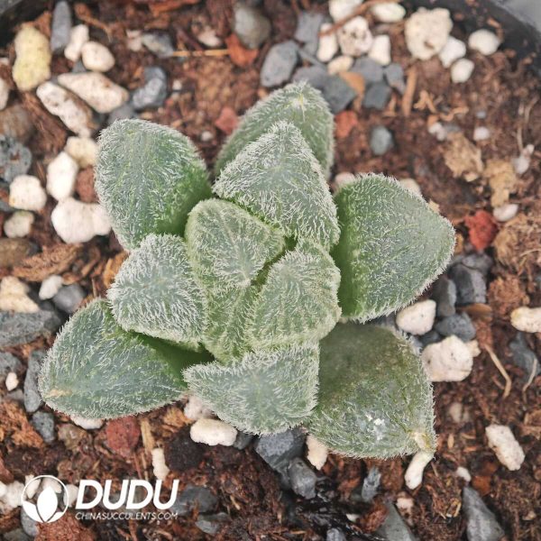 1756129765-1750041550-e201.jpg Haworthia Monroe - Image 1