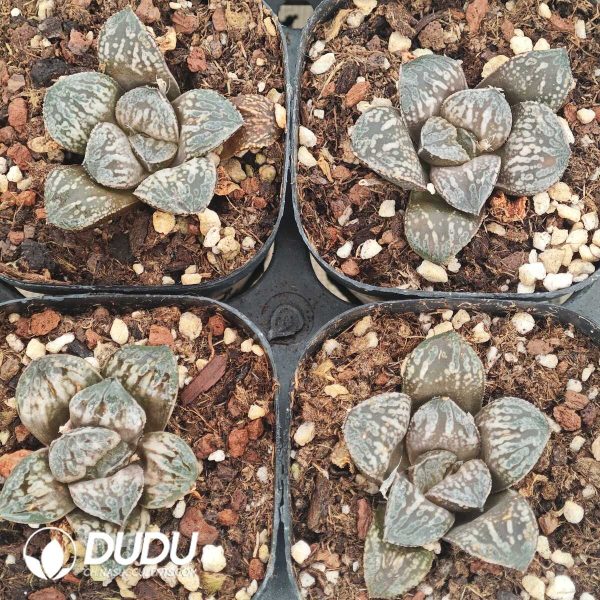 Haworthia Python - Image 1