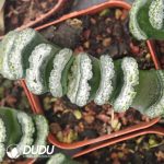 Haworthia Water Cube