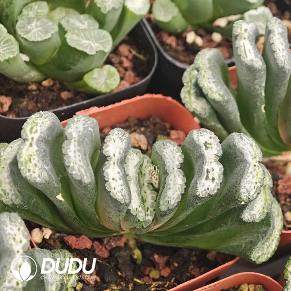 Haworthia Water Cube - Image 2