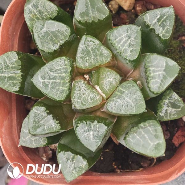 Haworthia Meiwenke - Image 1