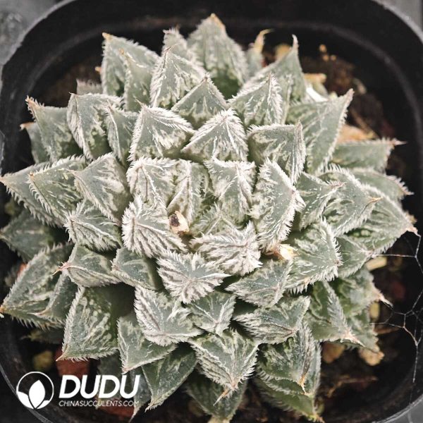 Haworthia Shiro E Makie - Image 1