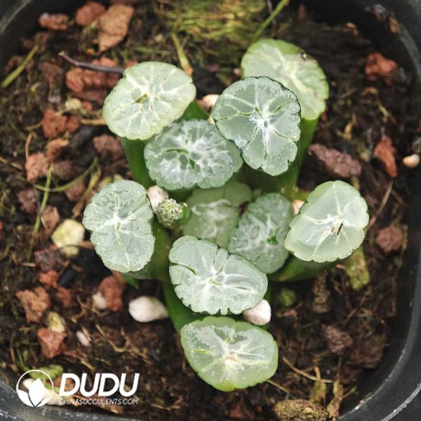 1756129775-1750041577-e201.jpg Haworthia Murasaki Inazuma - Image 1