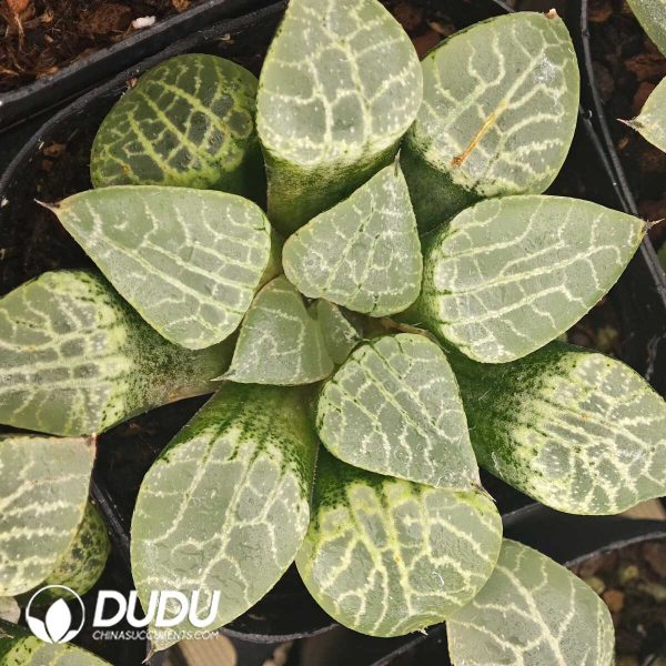 Haworthia Crystal 101 - Image 1