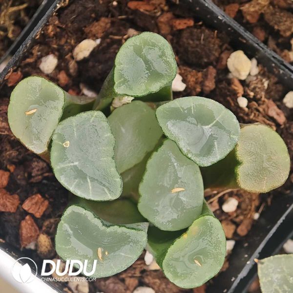 1756129779-1750041586-e201.jpg Haworthia Purple Mirror - Image 1