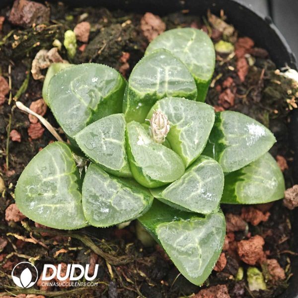 Haworthia Auspicious Cloud - Image 1