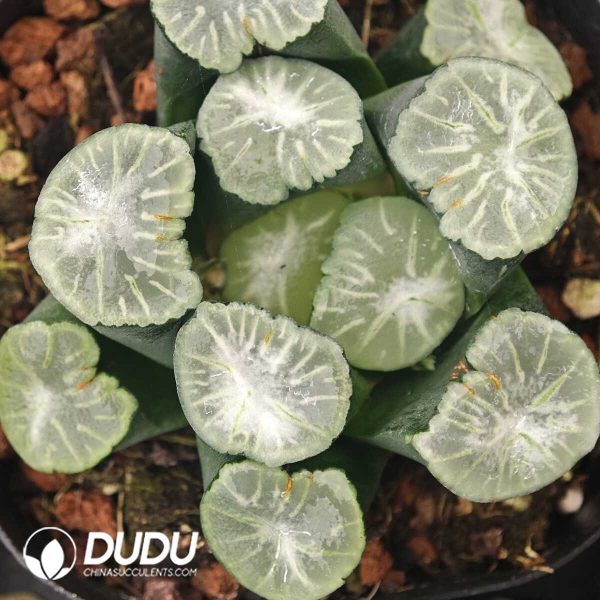 Harworthia Maughanii. - Image 1