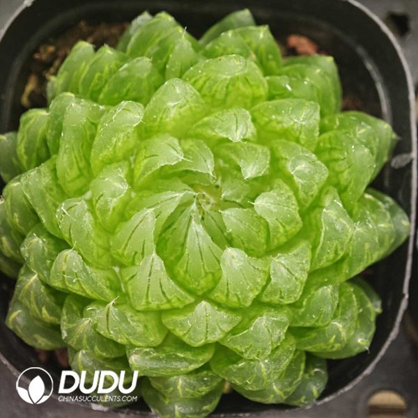 Haworthia Cooperi Var. Picturata - Image 1