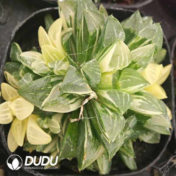 Haworthia Heidelbergensis Variegated Cluster - Image 1