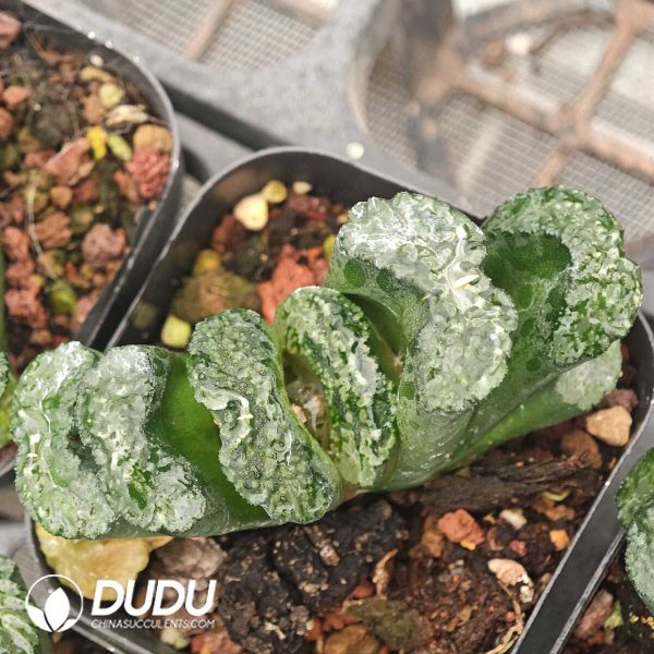 Haworthia Big Black - Image 1