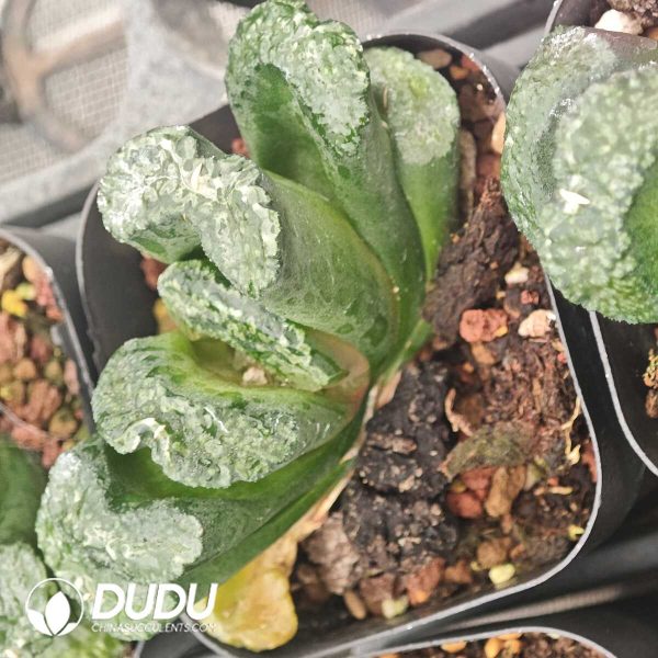 Haworthia Big Black - Image 2