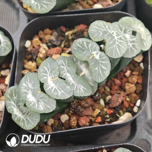 Haworthia Ice Lake - Image 1