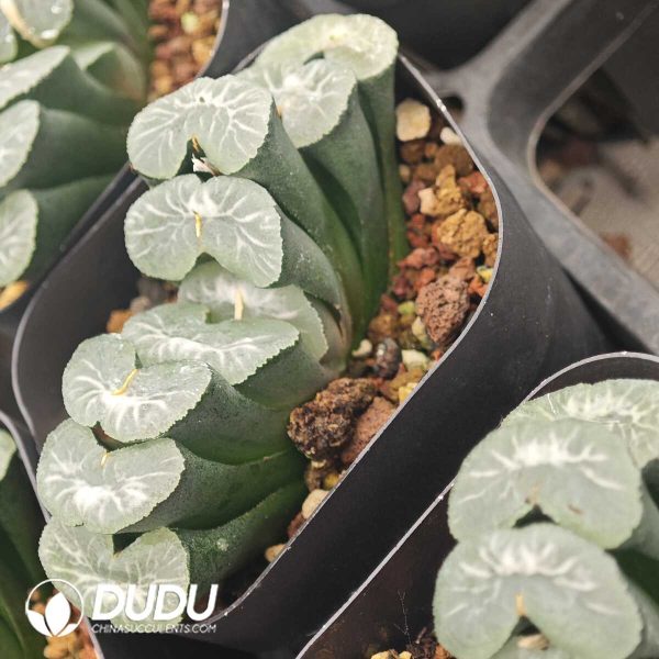 Haworthia Ice Lake - Image 2