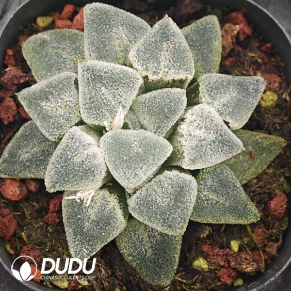 Haworthia Pygmaea Ice Diamond - Image 1
