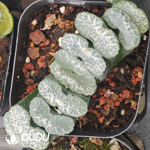 Haworthia Golden Cicada - Image 1