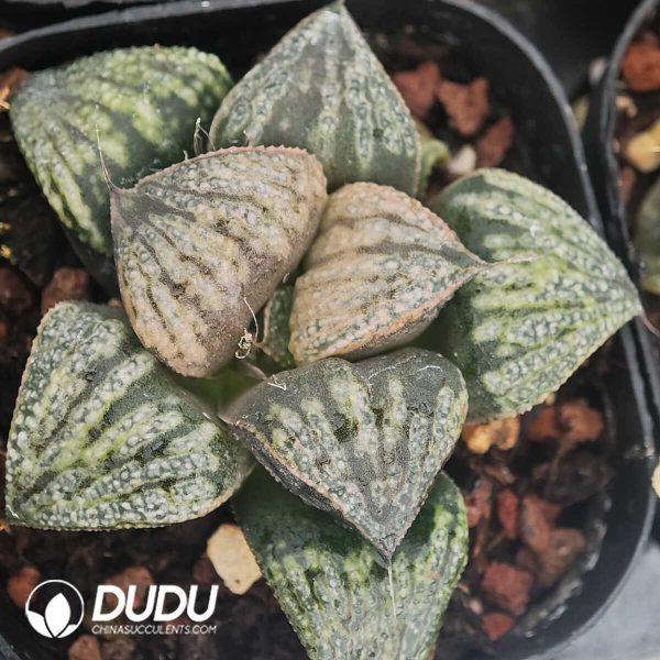 Haworthia Cooperi Venusta - Image 1