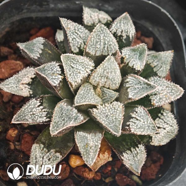 Haworthia Wang Mengdian - Image 1