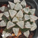 Haworthia Wang Mengdian - Image 2