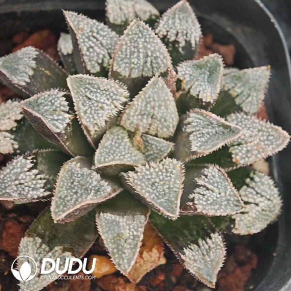 Haworthia Wang Mengdian - Image 2
