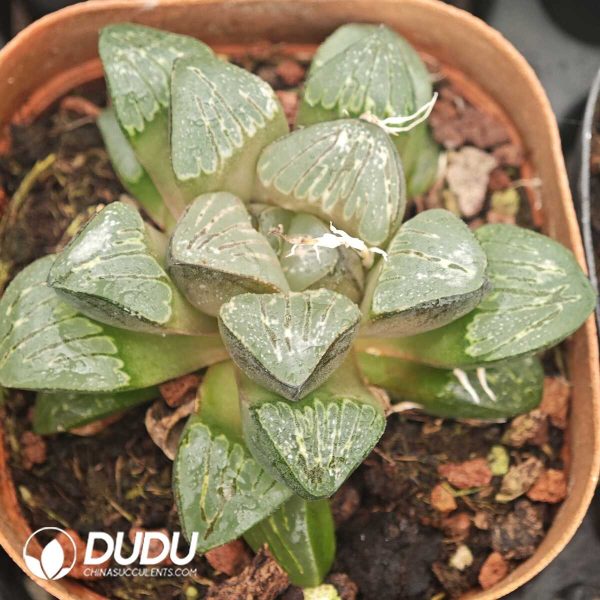 Haworthia Hyb. 'Silvania' - Image 1