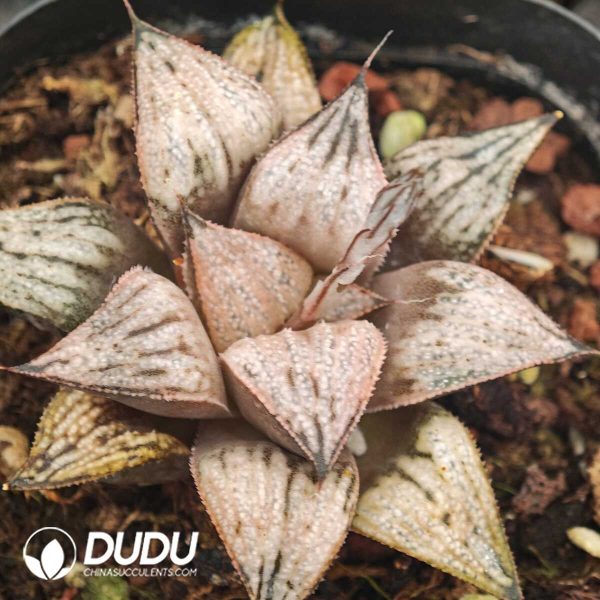 Haworthia Imperial Concubine - Image 1