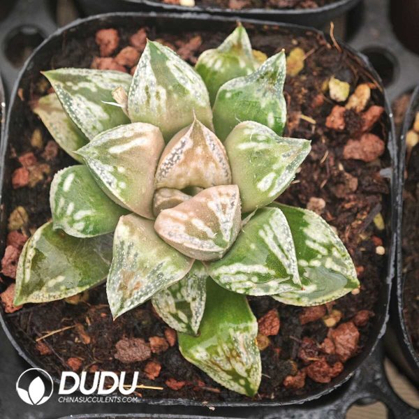 Haworthia Dojaku-dai - Image 1