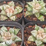 Haworthia Dojaku-dai - Image 2