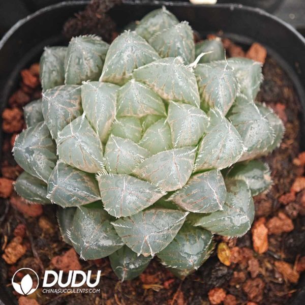Haworthia Ice Soul - Image 1