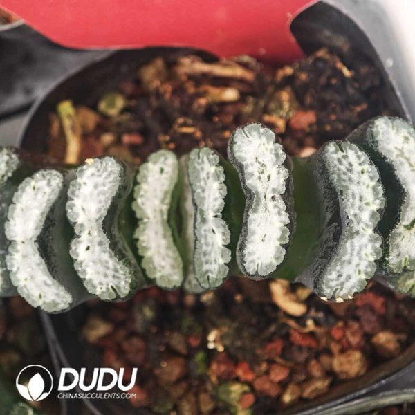 Haworthia Water Cube - Image 1