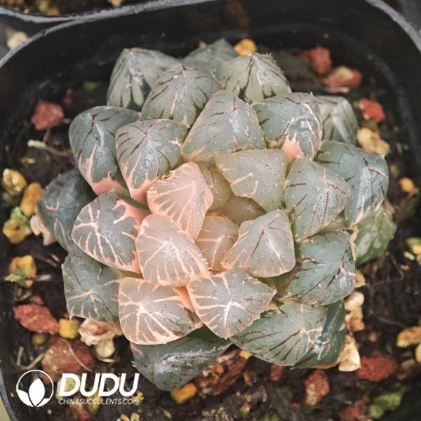 Haworthia Neon Light Variegated - Image 1