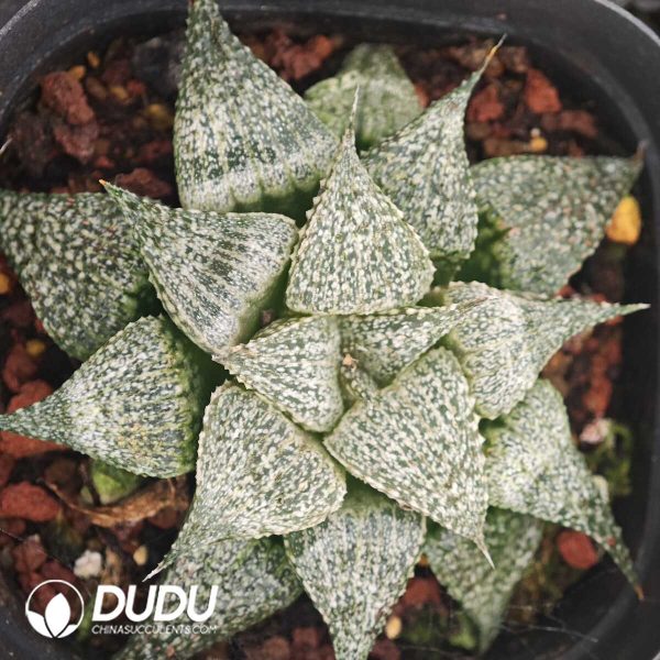 Haworthia Andromeda - Image 1
