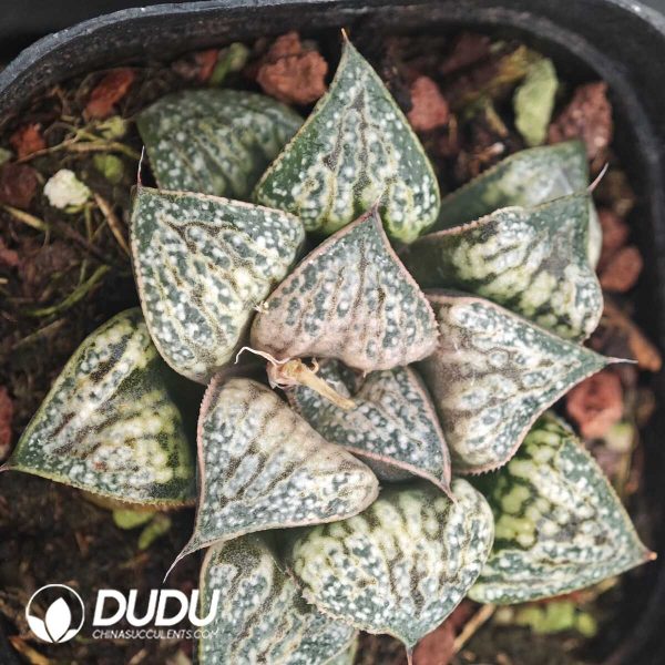 Haworthia Huakui - Image 1