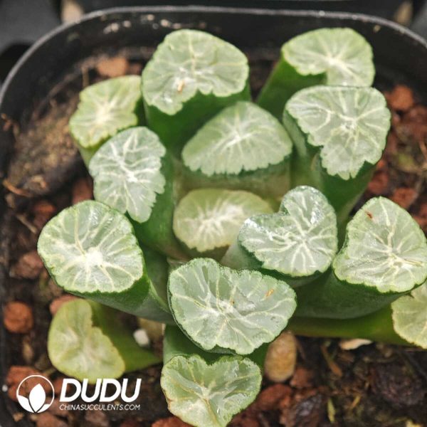 Haworthia Meiwen - Image 1