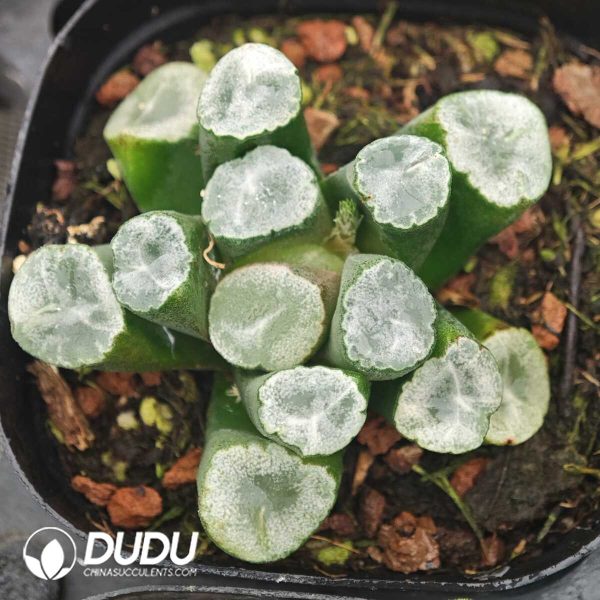 Haworthia Canxue - Image 1