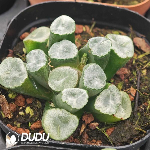 Haworthia Canxue - Image 2